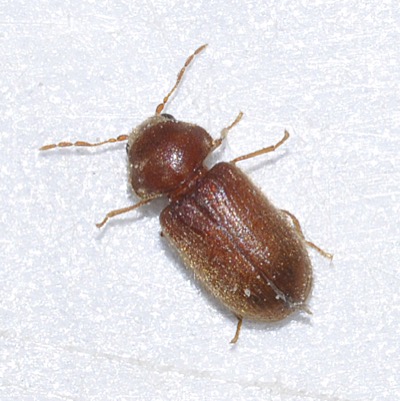 Brødbille, Stegobium paniceum