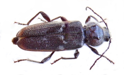 Husbukk, Hylotrupes bajulus