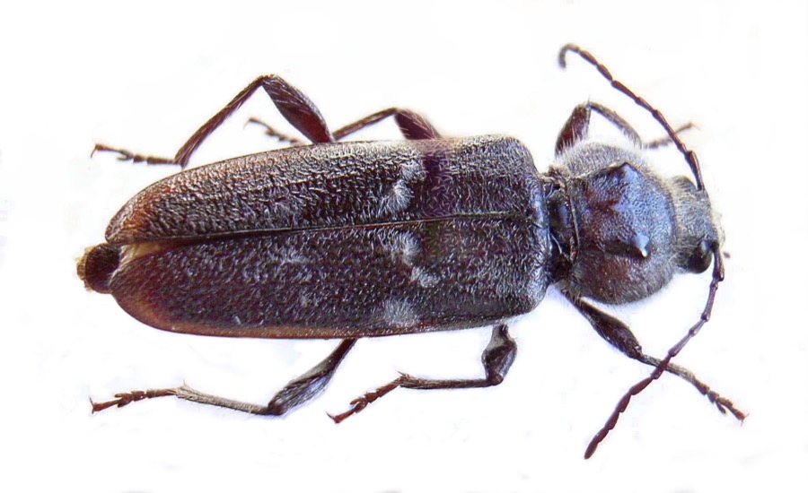 Husbukk, Hylotrupes bajulus