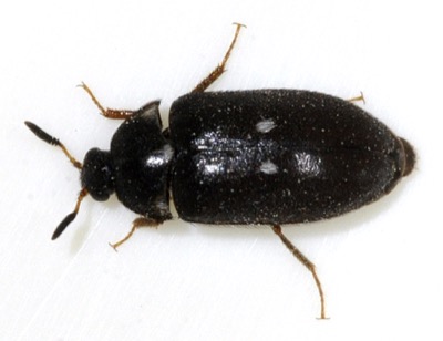 Pelsklanner, Attagenus pellio