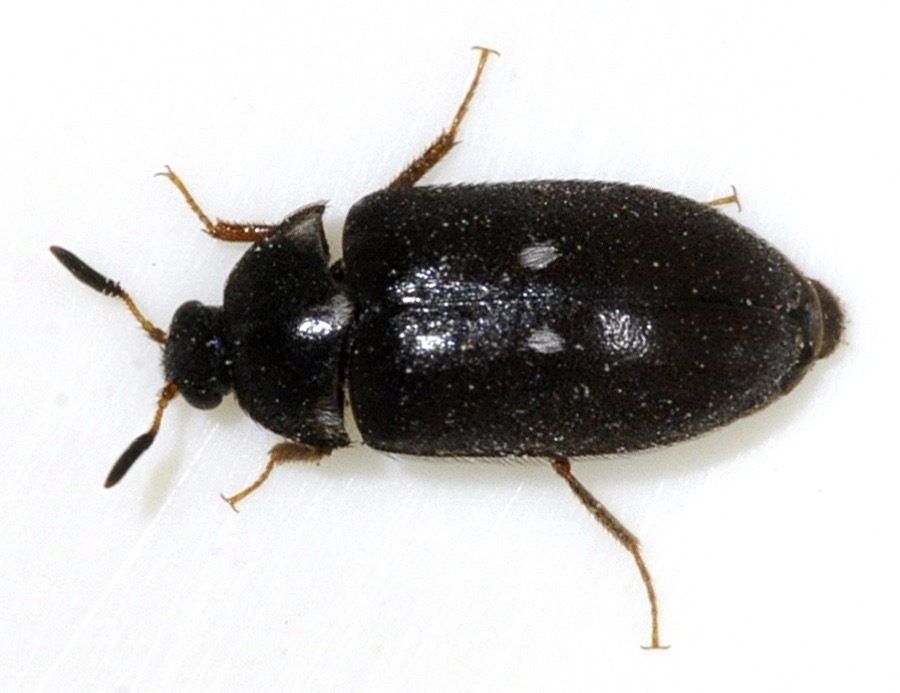 Pelsklanner, Attagenus pellio