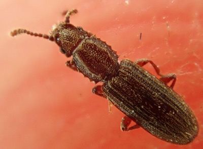 Sagtannet kornbille, Oryzaephilus surinamensis