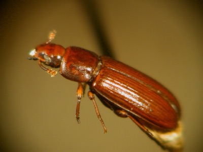 Melbille, Tribolium castaneum