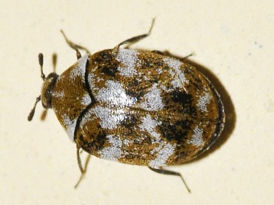 Teppebille, Anthrenus verbasci