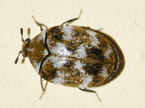 Teppebille, Anthrenus verbasci